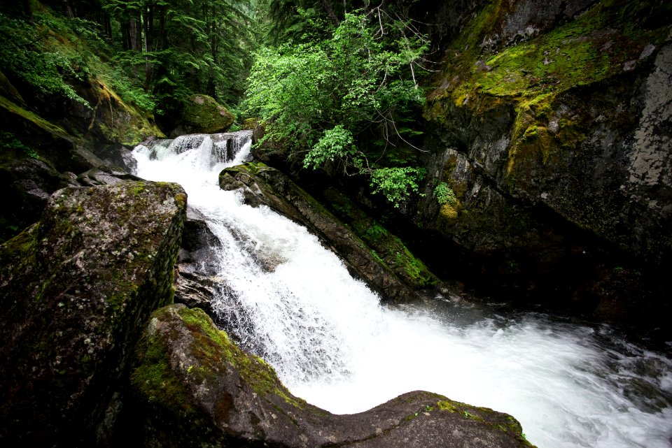 Whistler, Canada, Trees