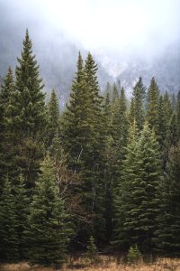 Banff, Canada, Trees