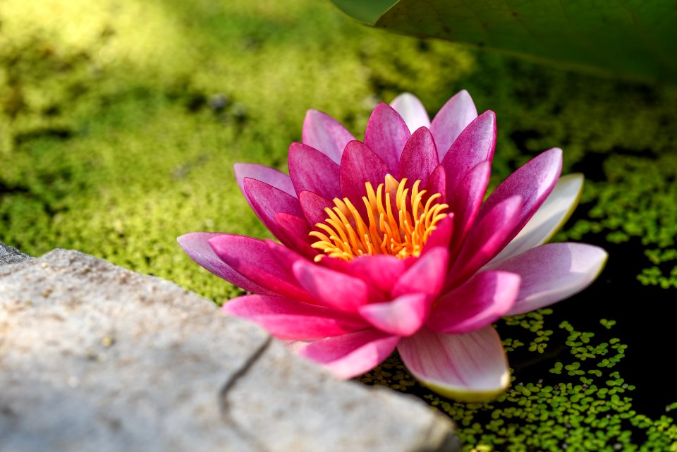 shallow focus photography of pink flower