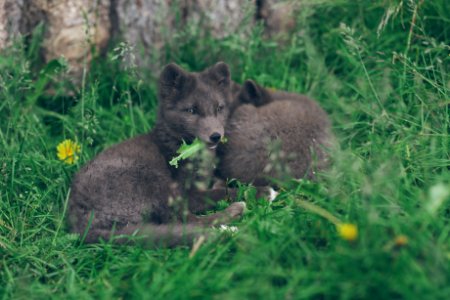 Animals, Cute, Icel