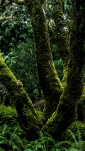 Butchart gardens, Brentwood bay, Garden