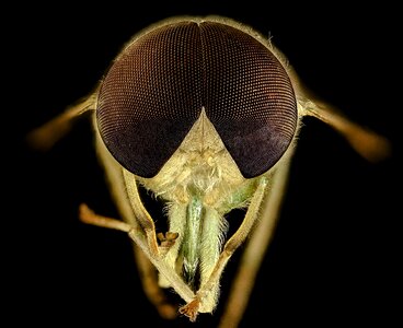 Insect close up wildlife photo