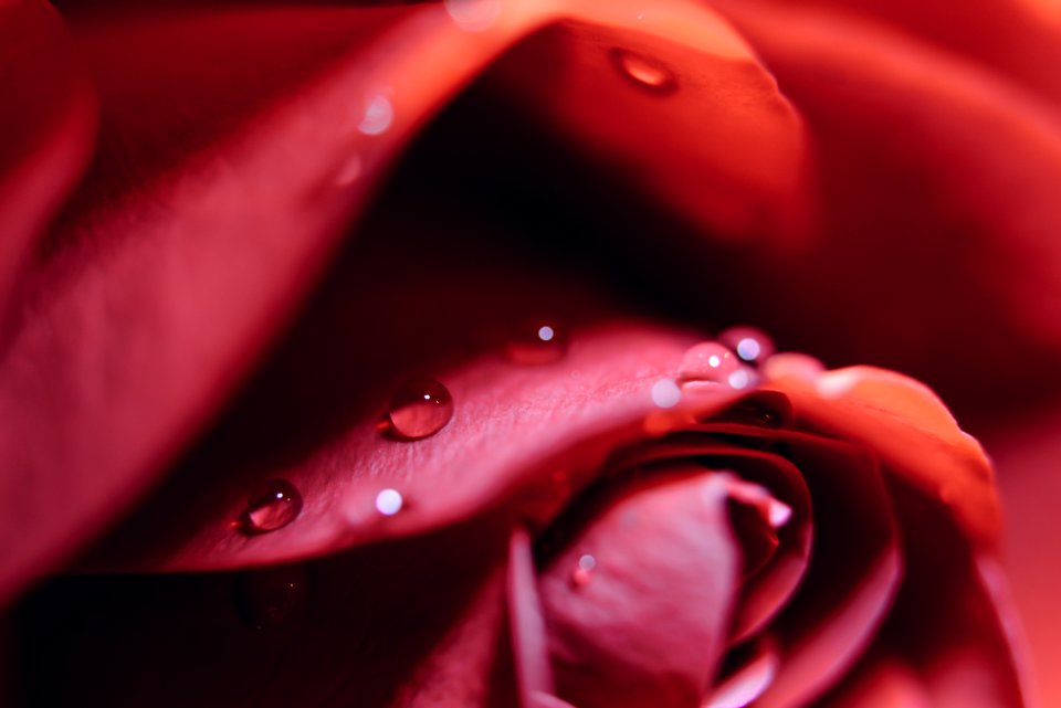 macro photo of red rose with water