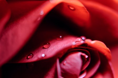 macro photo of red rose with water