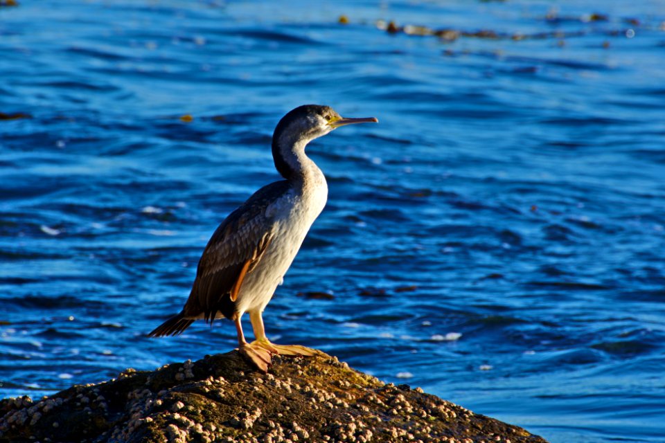Aramoana, New zeal, In aramoana