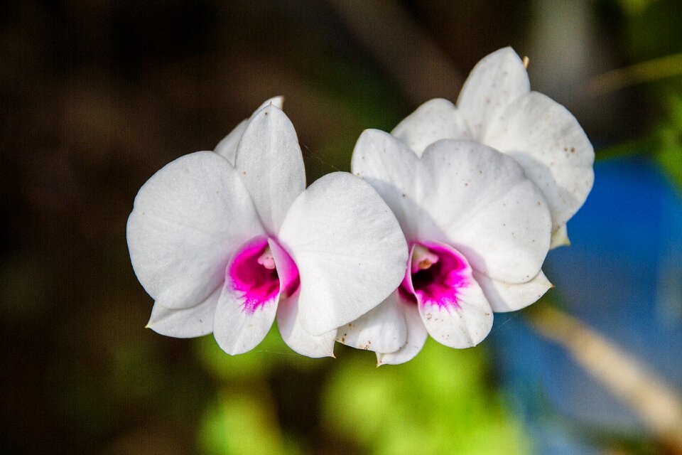 White flower thailand