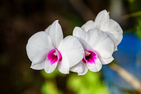White flower thailand photo