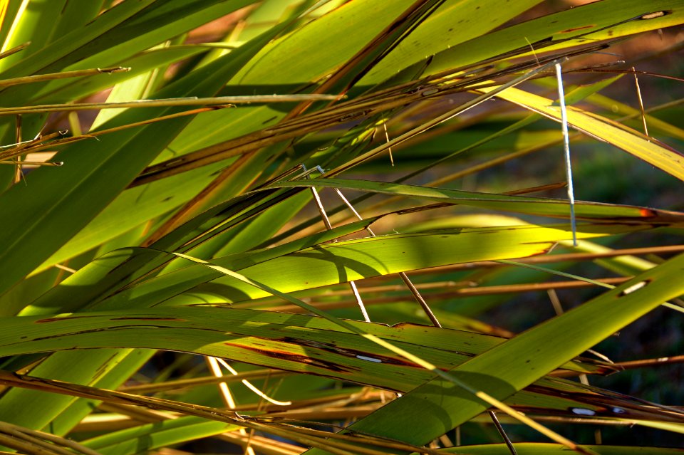 Karitane, New zeal, Wharariki
