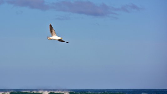 New zeal, Waikouaiti, Wildlife