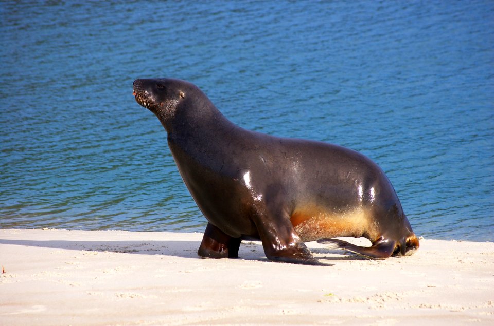 Aramoana, New zeal, In aramoana