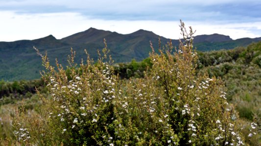 Otago, New zeal, Upper waitati photo