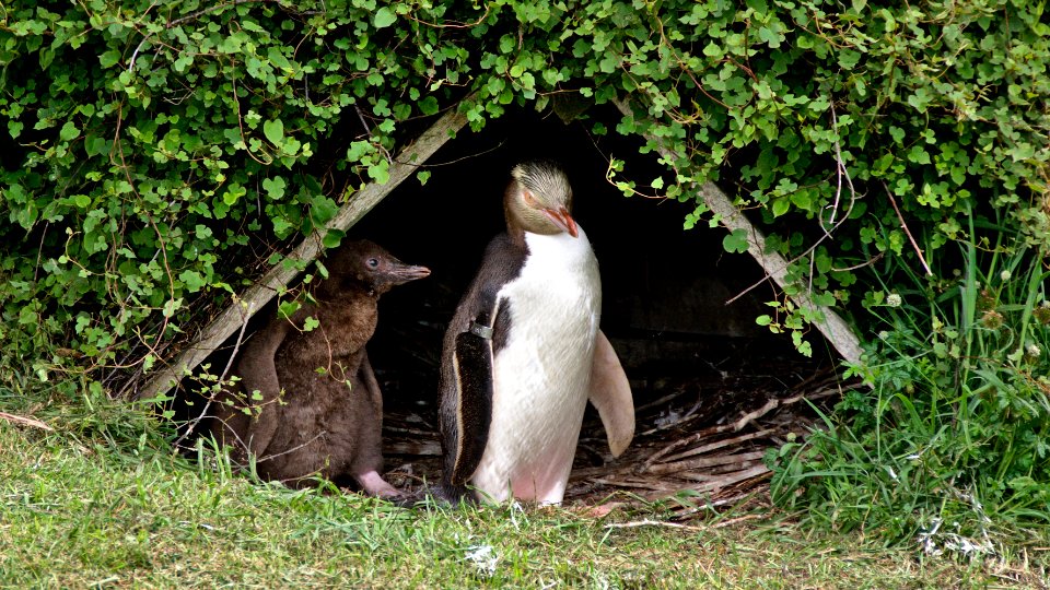 Penguin place, Dunedin, New zeal