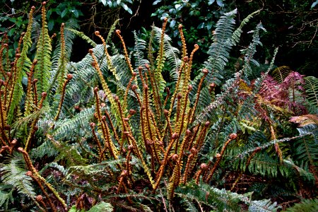 Peel forest, New zeal, Geraldine