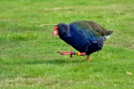 Orokonui ecosanctuary, Dunedin, New zeal photo