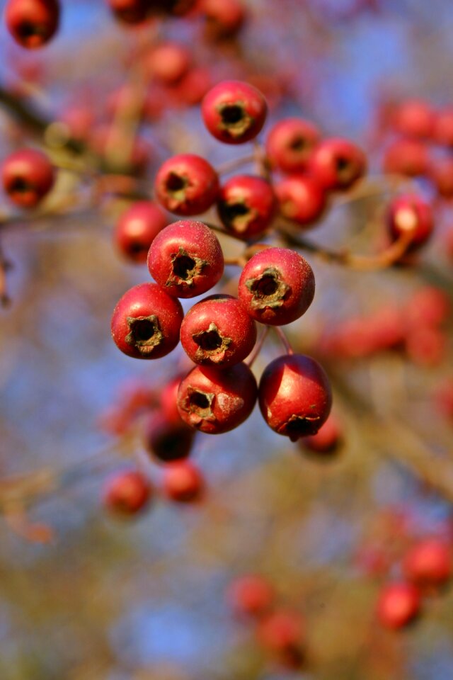 Berries autumn branch