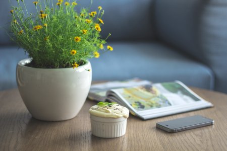 yellow petaled flower plant beside book and iPhone 5s photo