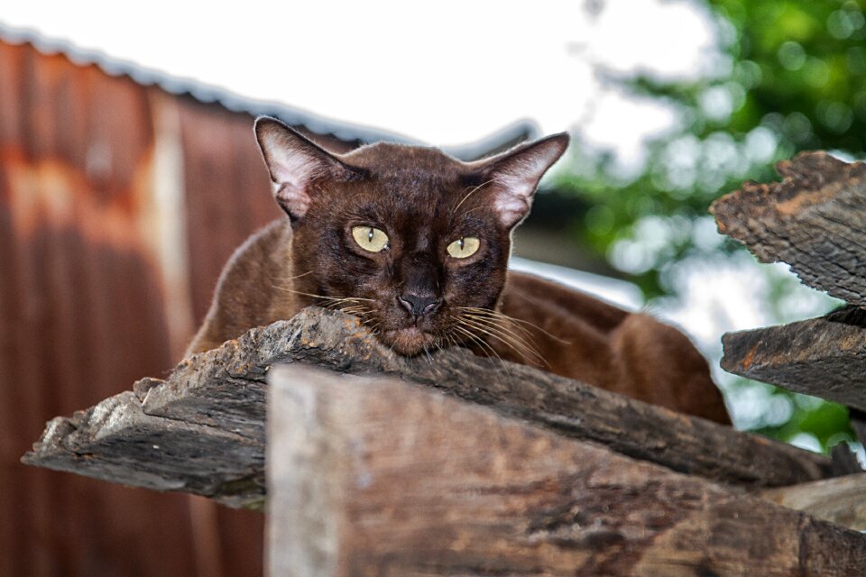 Brown cat the sugar the cat house