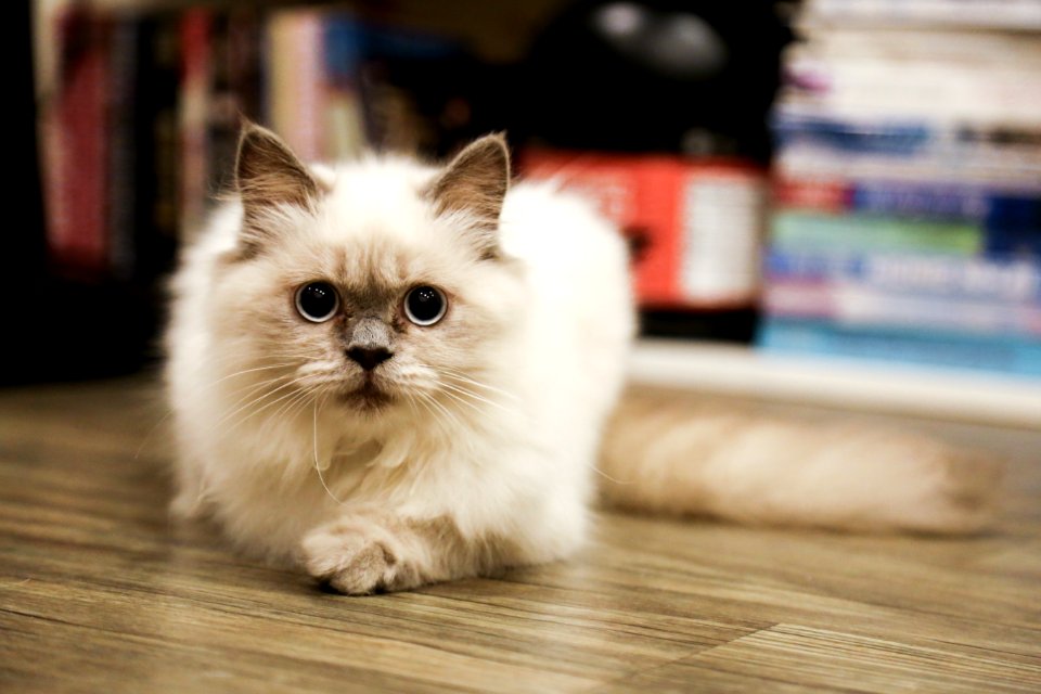 Ho chi minh city, Vietnam, Cat