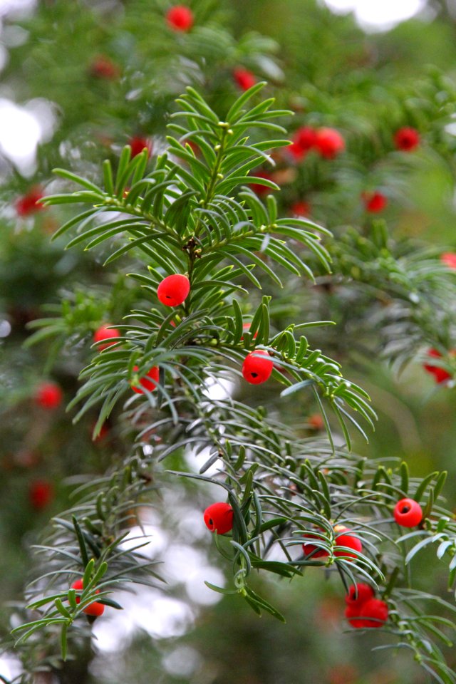 Munich, Germany, Yew