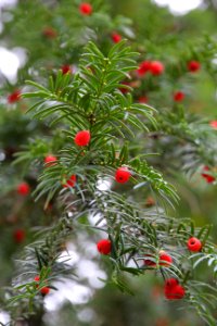 Munich, Germany, Yew