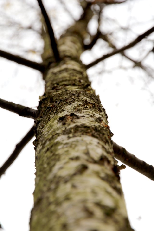 Munich, Germany, Bark