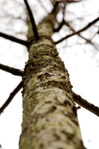 Munich, Germany, Bark
