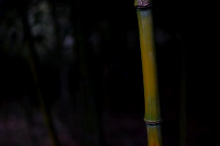 Nature, Green, Bamboo