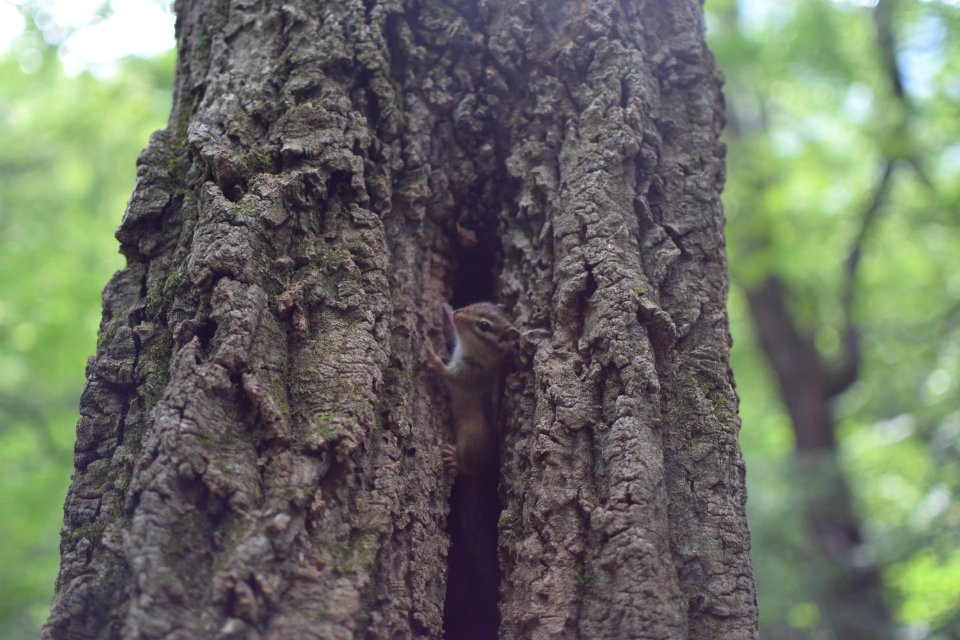 Nature, Forest, Animals
