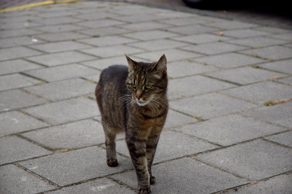 Urban, Animal, Cats