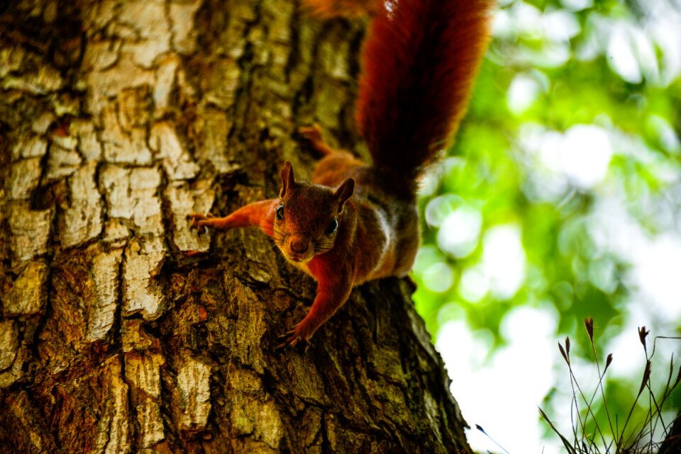 Animal animal portrait squirrel