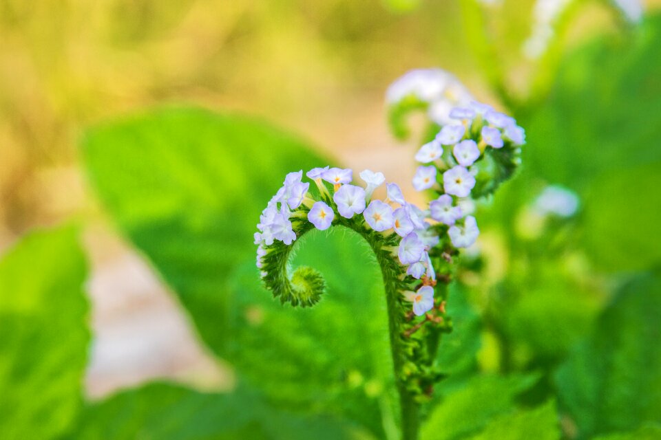White flowers garden watercress