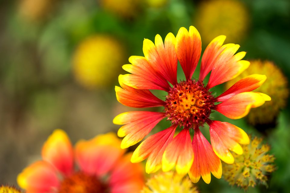 Macro, Orange, Red