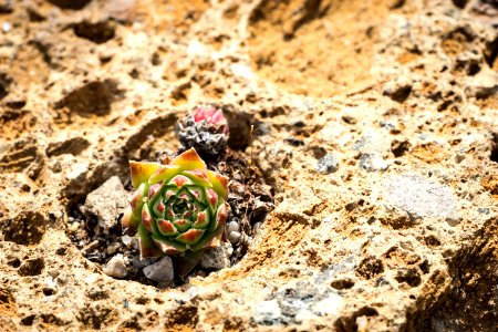 Alpengarten im belvedere, Macro, Small