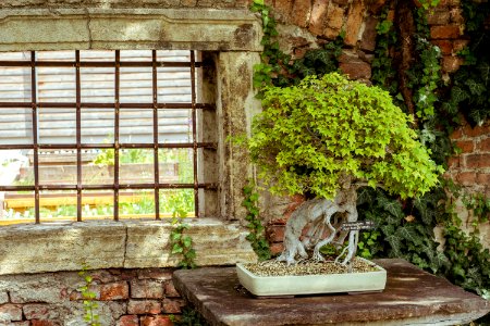 Alpengarten im belvedere, Window, Iron