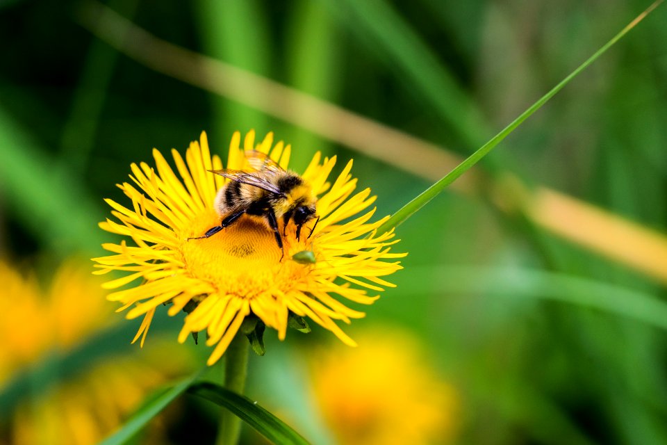 yellow and black bee on flower photo