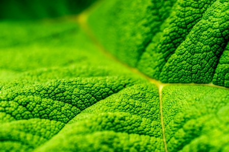 close up photo of green leaf photo