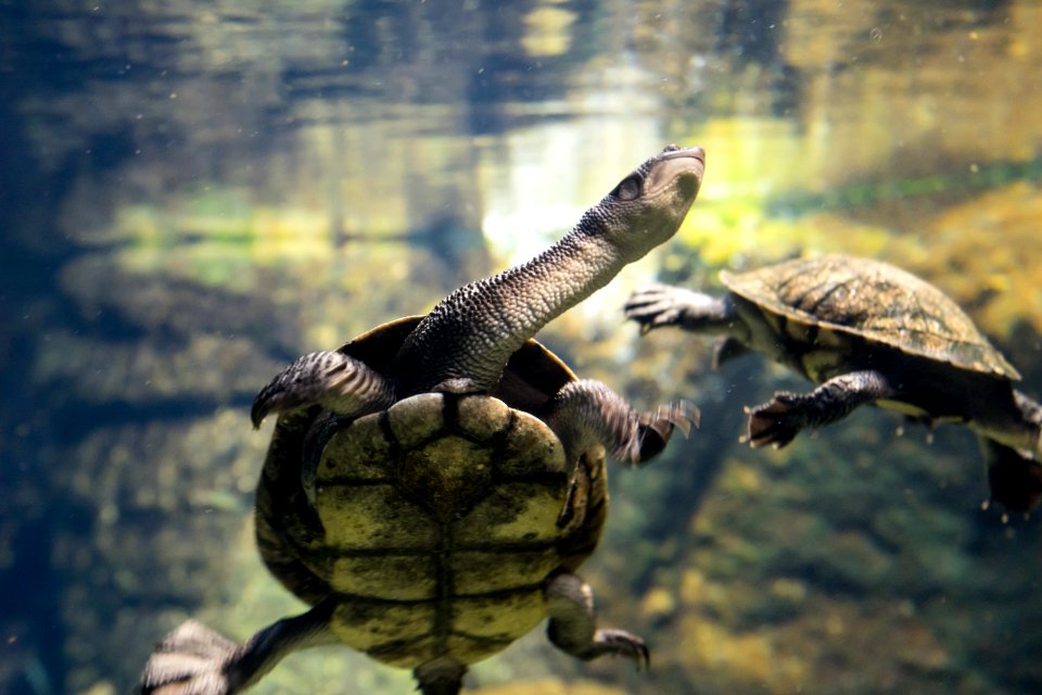 Animal, Swimming, Underwater