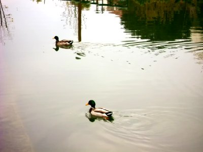 Lago, Patos