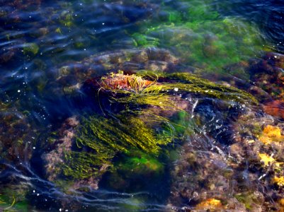 Limos, Water, Sea photo