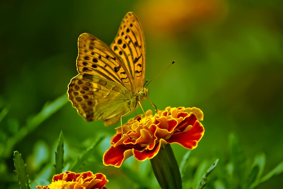 Insect close up outdoor