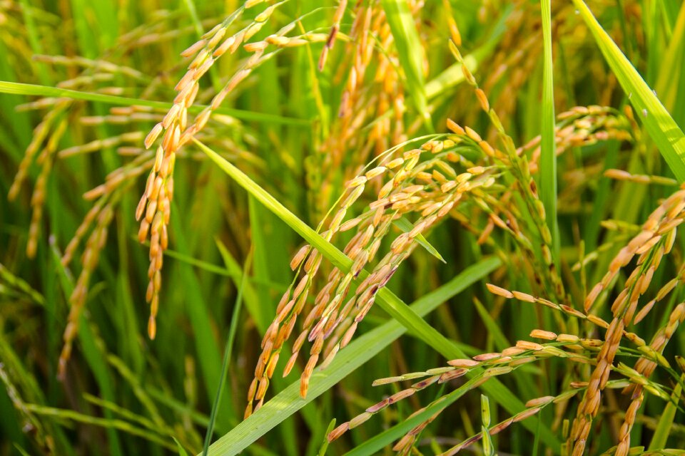 Rice sheaves of rice gold