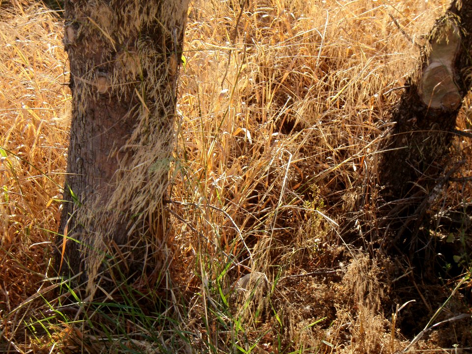 Trees, Grass, Secura