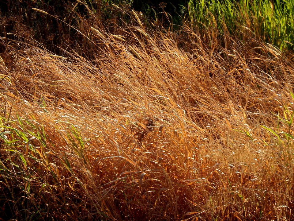 Grass, Windy, Hot