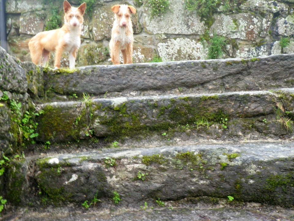 Steps, Degraus, Escadas