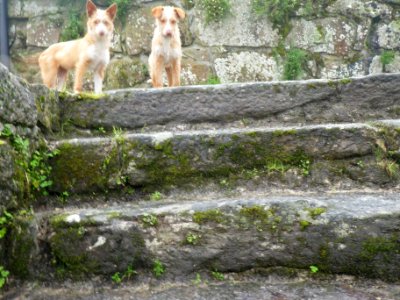 Steps, Degraus, Escadas
