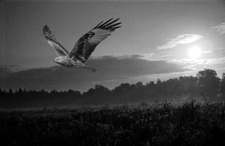 Landscape bird sunrise
