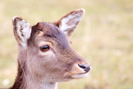 Animal young deer scheu