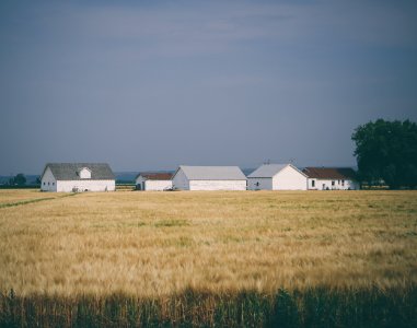 barn houses surrounded with wheat field under grey sky photo