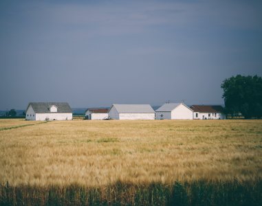 barn houses surrounded with wheat field under grey sky
