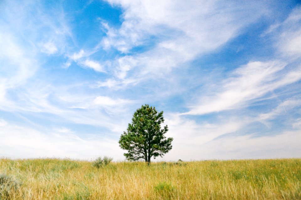 Blue sky, Field, Peace
